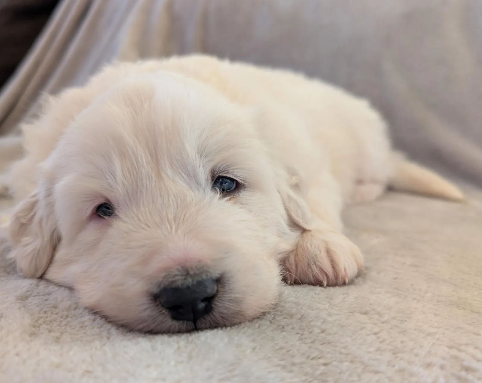 Justice, a Great Pyrenees puppy from WeVolution Off-Grid near Tombstone, Arizona, now in a new home