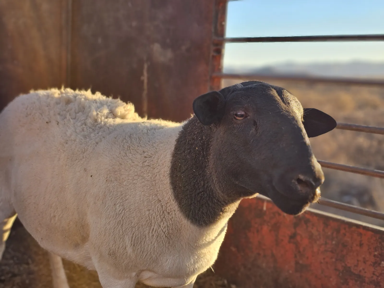 Sheep standing at a barn opening on the WeVolution Off-Grid homestead near Tombstone, Arizona