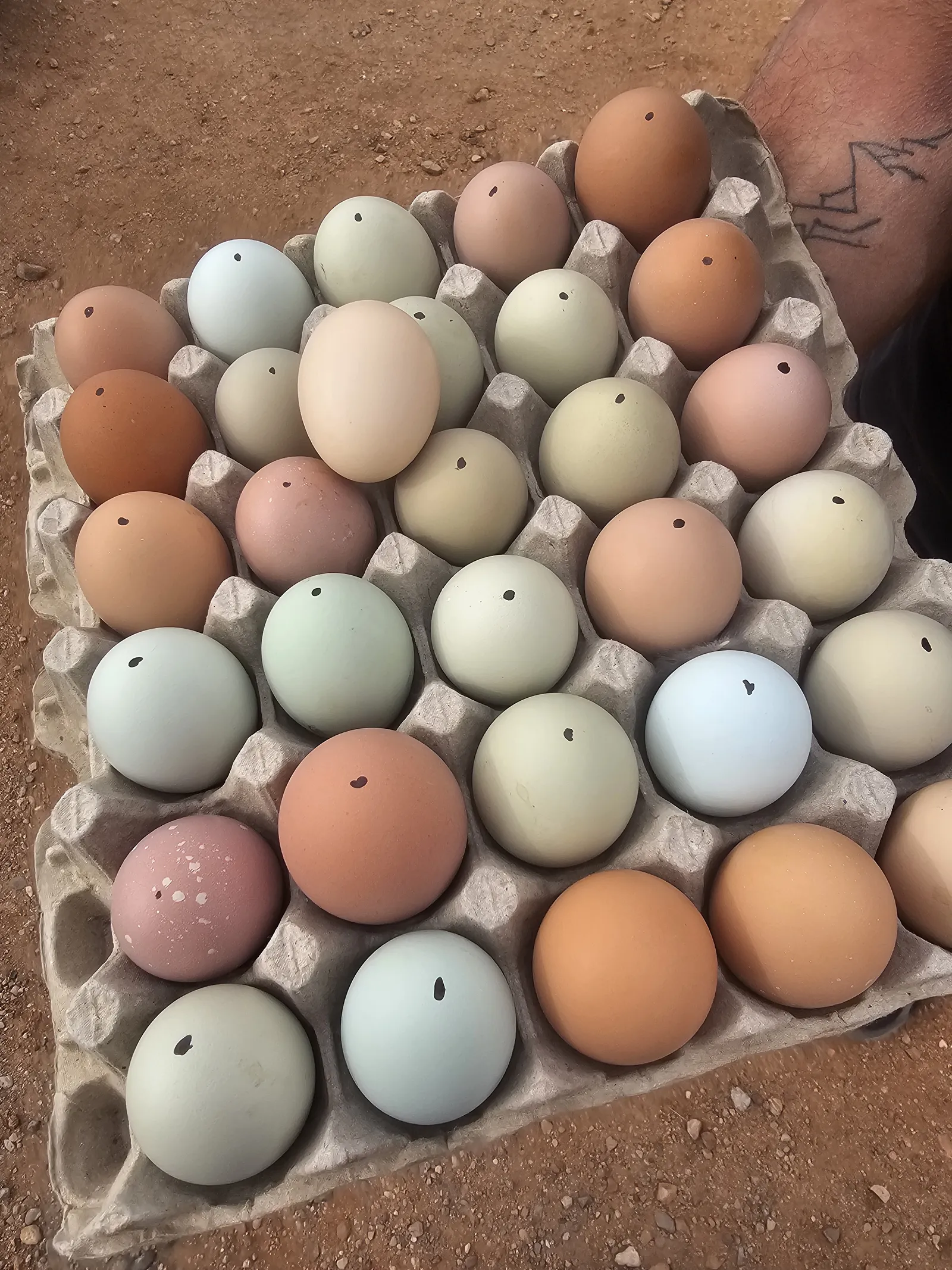 Tray of eggs in green, blue, cream and brown shades