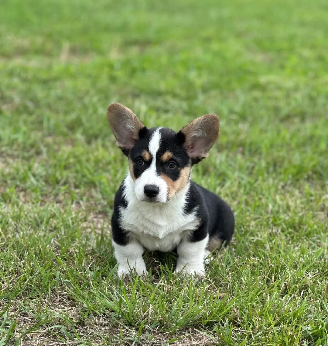 Tricolor Cardigan Welsh Corgi sitting on grass, High Lonesome's at WeVolution Off-Grid