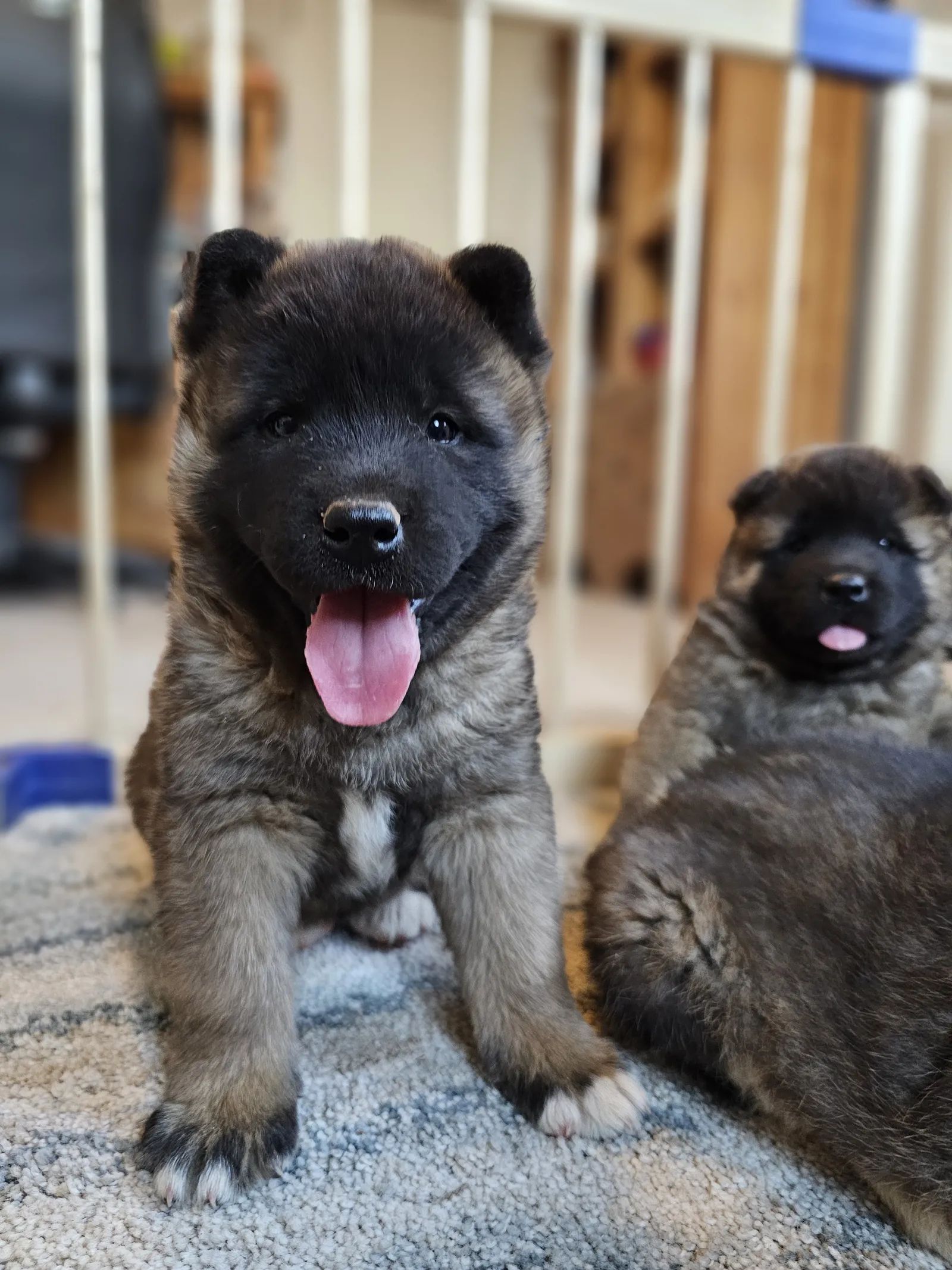 Two fluffy Akita puppies on a rug at WeVolution Off-Grid near Tombstone, Arizona