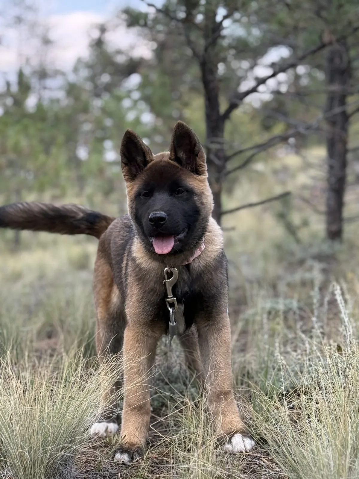 Young brindle American Akita standing on dry grass at WeVolution Off-Grid near Tombstone, Arizona